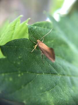 Image of Crassa unitella (Hübner 1796)