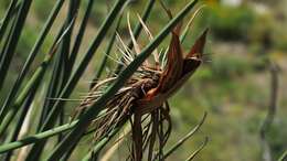 Image of Strelitzia juncea (Ker Gawl.) Link