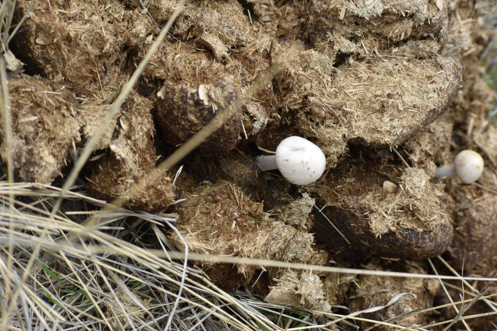 Image of Panaeolus antillarum (Fr.) Dennis 1961