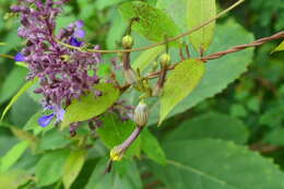 Image de Ceropegia candelabrum L.