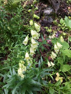 Imagem de Digitalis ciliata Trautv.