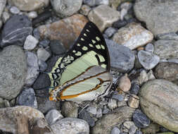 Imagem de Polyura eudamippus Doubleday 1843