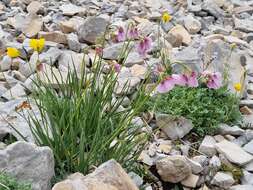 Image of Allium narcissiflorum Vill.