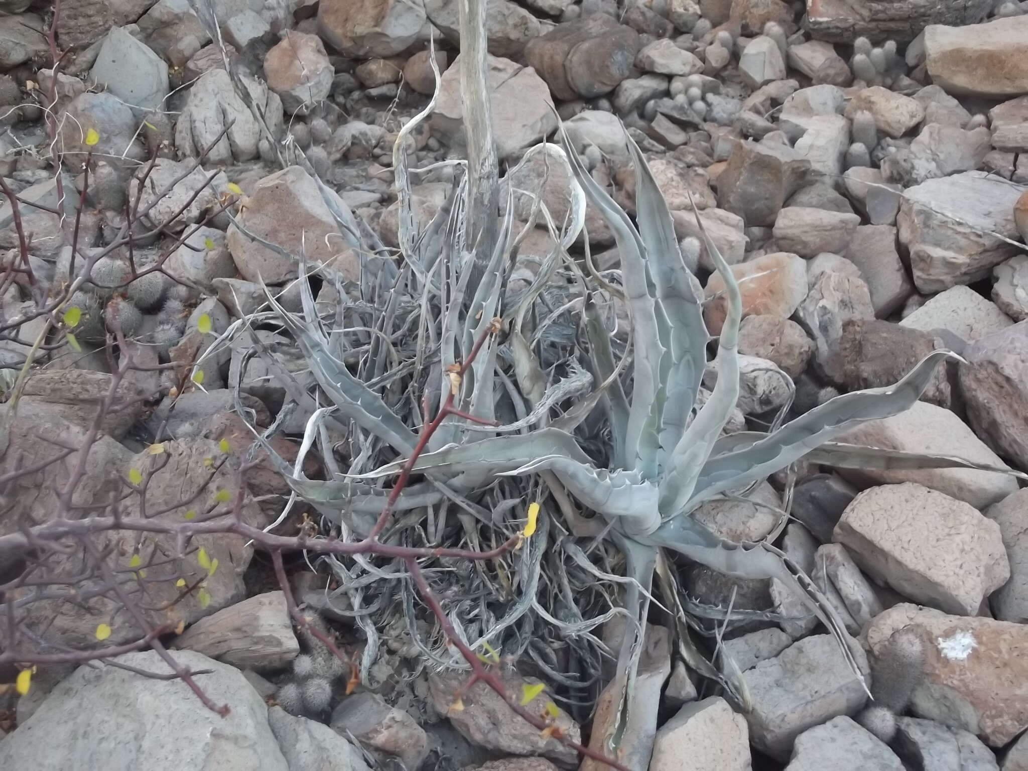 Image of Agave sobria subsp. roseana (Trel.) Gentry