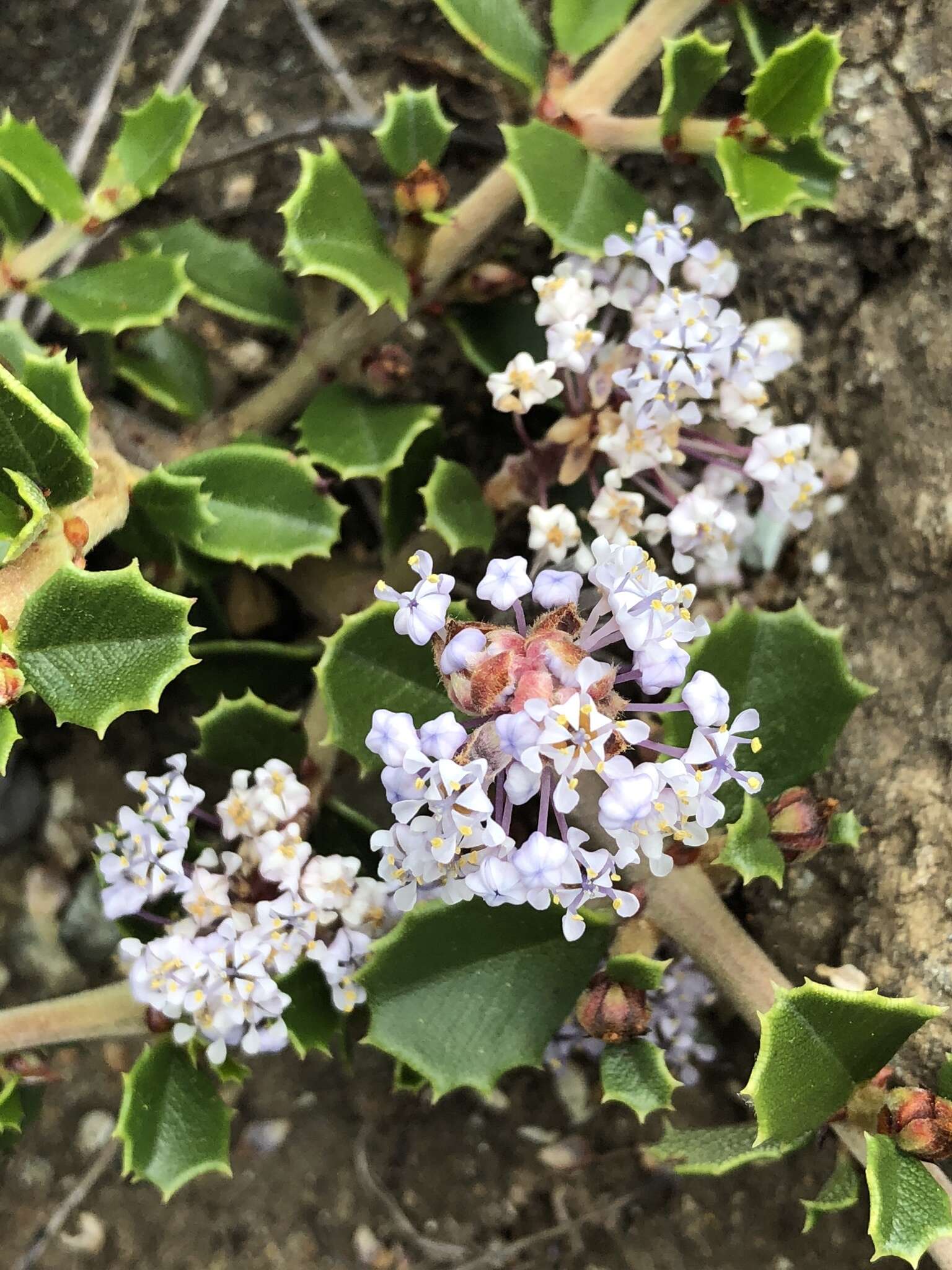 Image of Ceanothus decornutus V. T. Parker