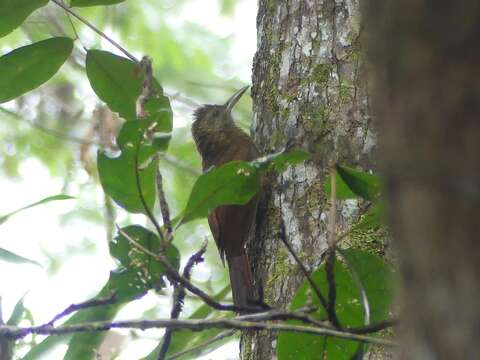 Image of Amazonian Barred Woodcreeper