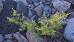 Image of Dahurian Larch