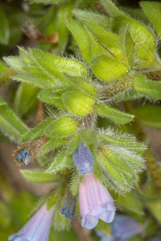 Image of Echium parviflorum Moench