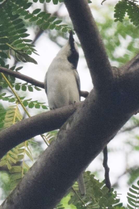 Image of Ashy Minivet