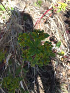 Euphorbia oblongata Griseb. resmi