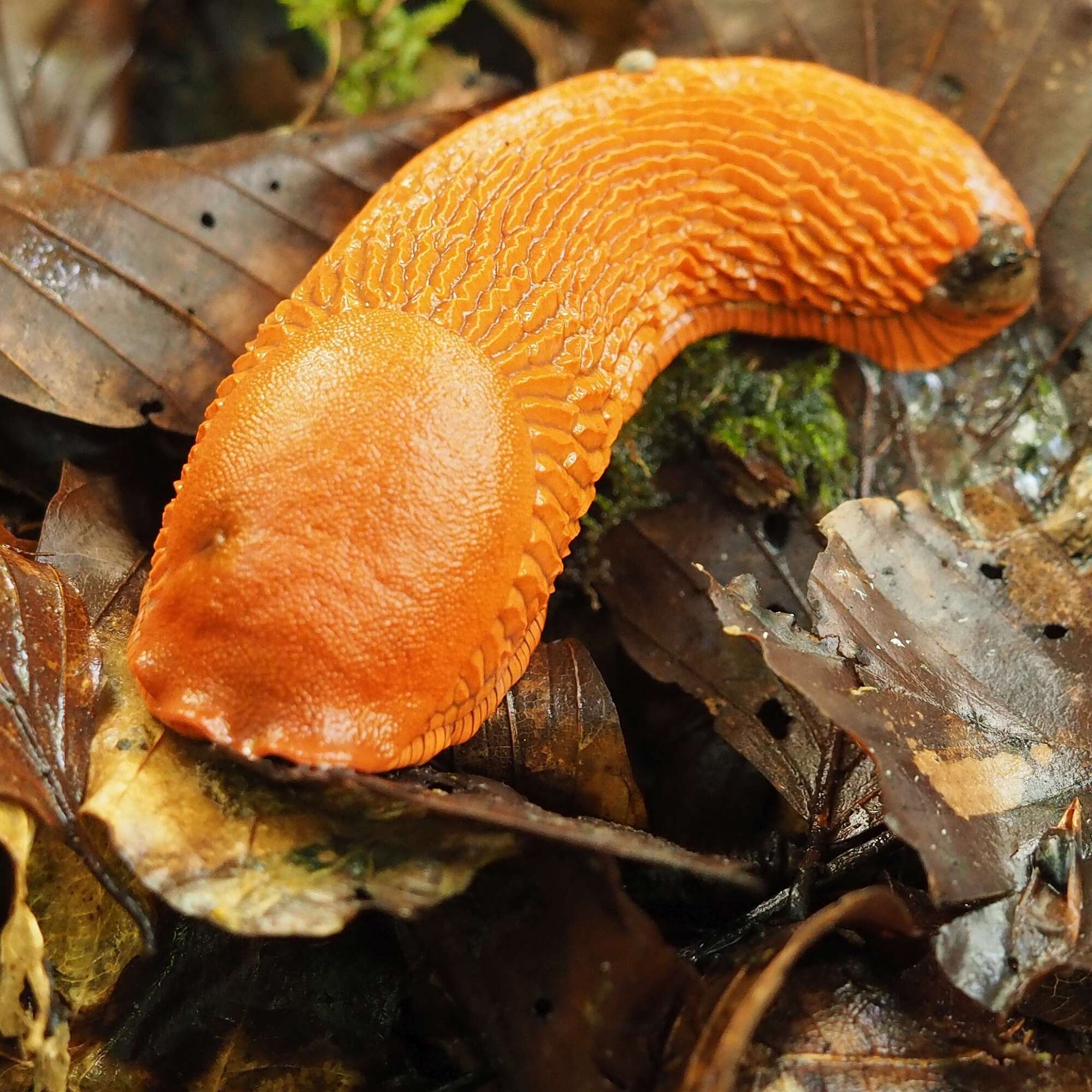 Image of red slug