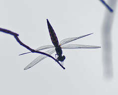 Plancia ëd Lyriothemis acigastra (Selys 1878)