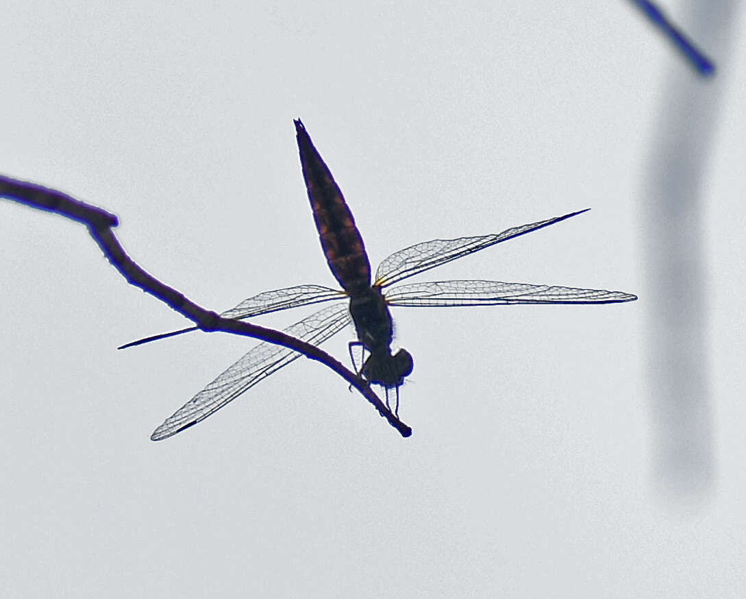 Plancia ëd Lyriothemis acigastra (Selys 1878)