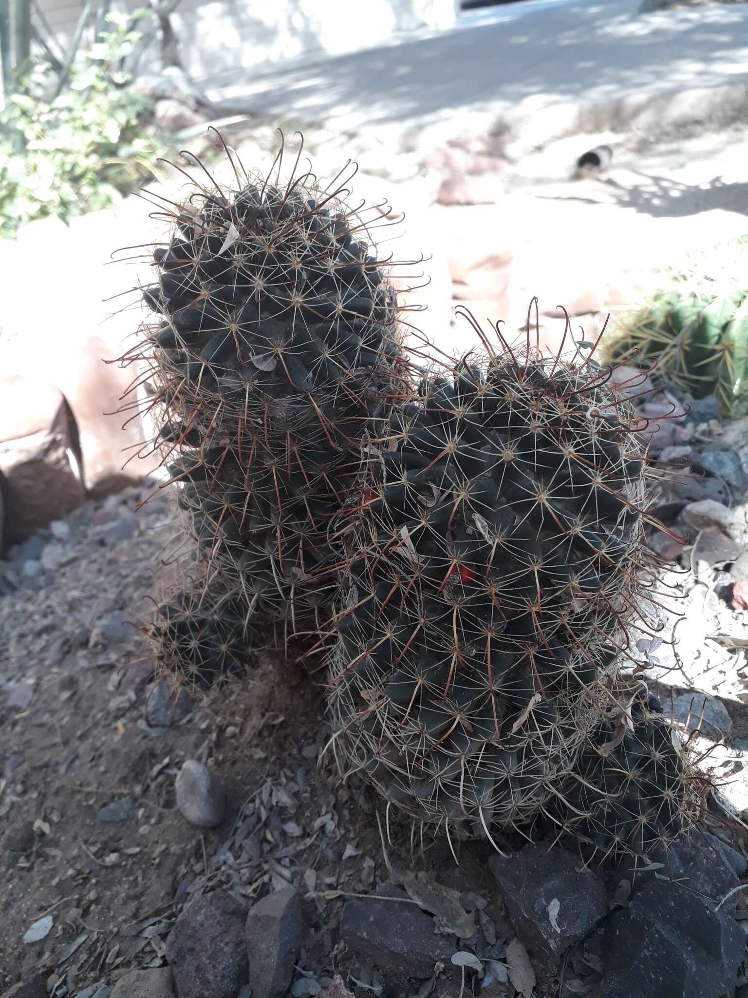 Imagem de Mammillaria mainiae K. Brandegee