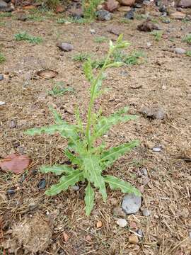 صورة Nicotiana noctiflora Hook.