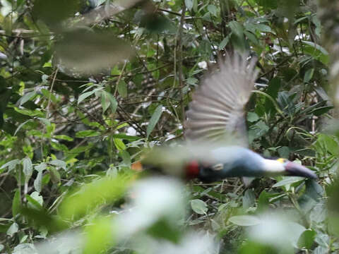 Image of Black-billed Mountain Toucan