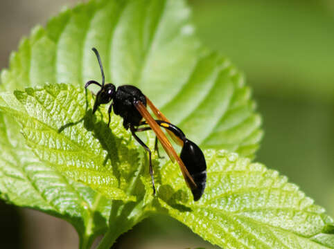 Phimenes fulvipennis (Smith 1857)的圖片