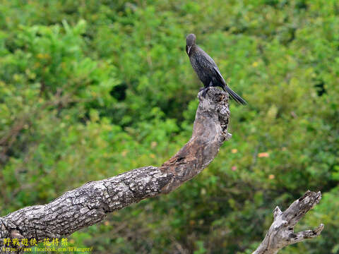 Image of Indian Cormorant