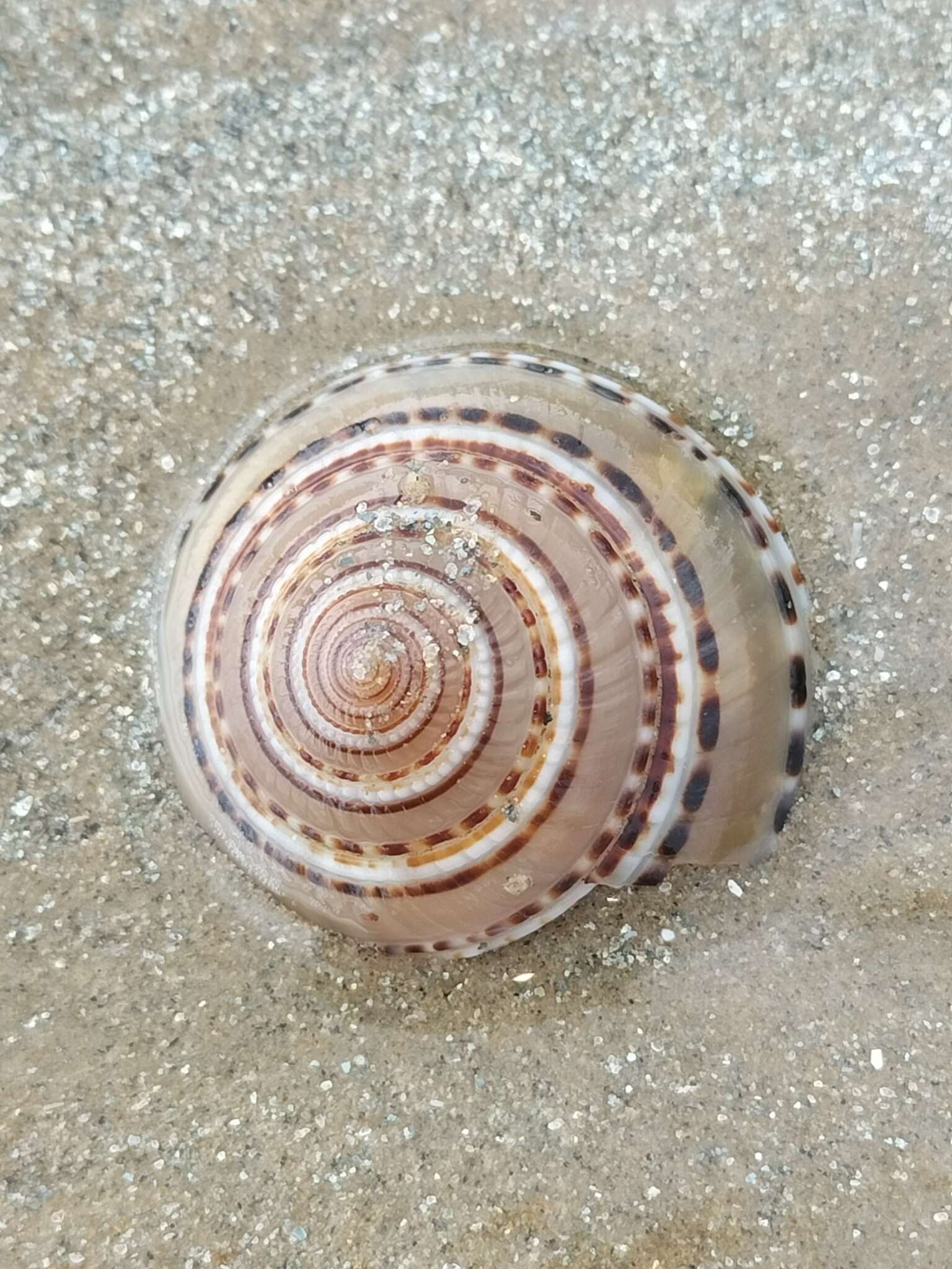 Image of European sundial snail