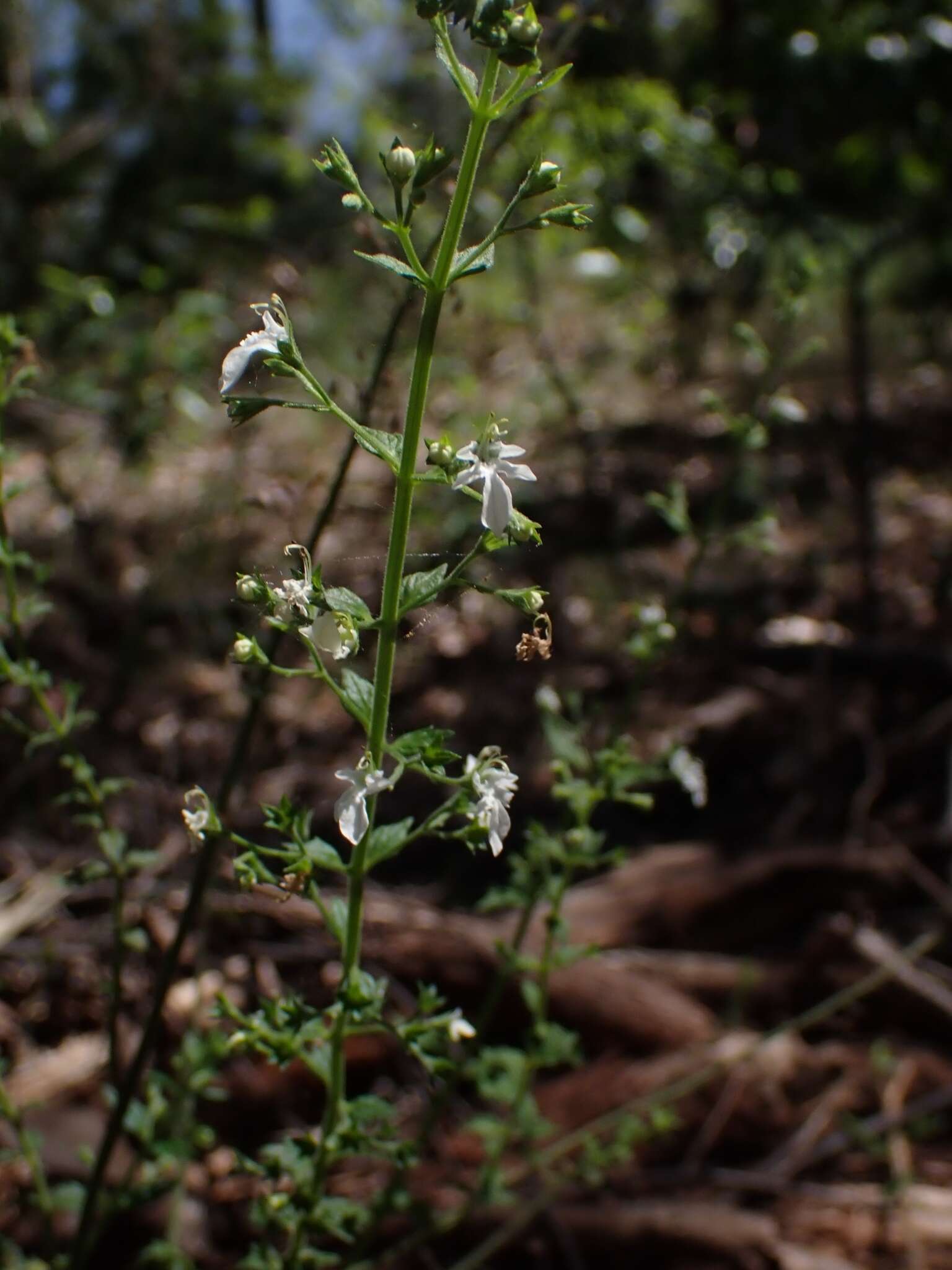 Image of Teucrium corymbosum R. Br.