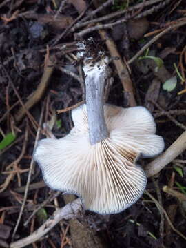 Image of Entoloma mougeotii (Fr.) Hesler 1967