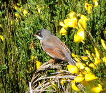 Image de Curruca conspicillata orbitalis (Wahlberg 1854)