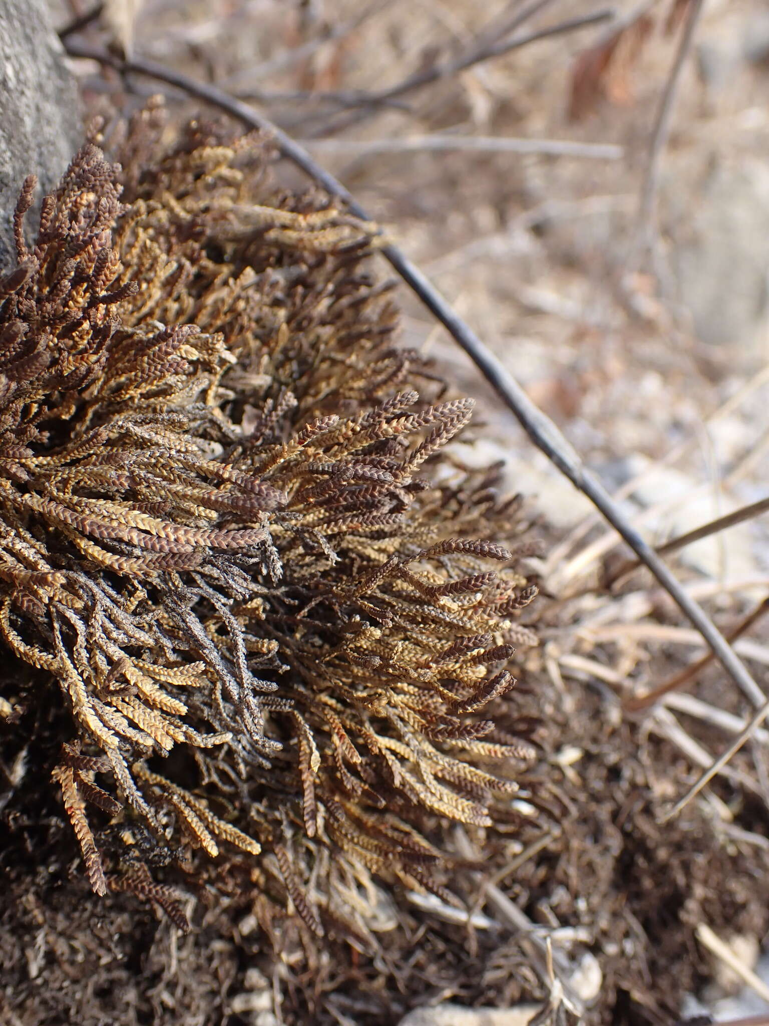 Sivun Selaginella sanguinolenta (L.) Spring kuva