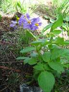 Image of Solanum verrucosum Schltdl.