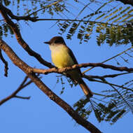 Image of Dusky-capped Flycatcher