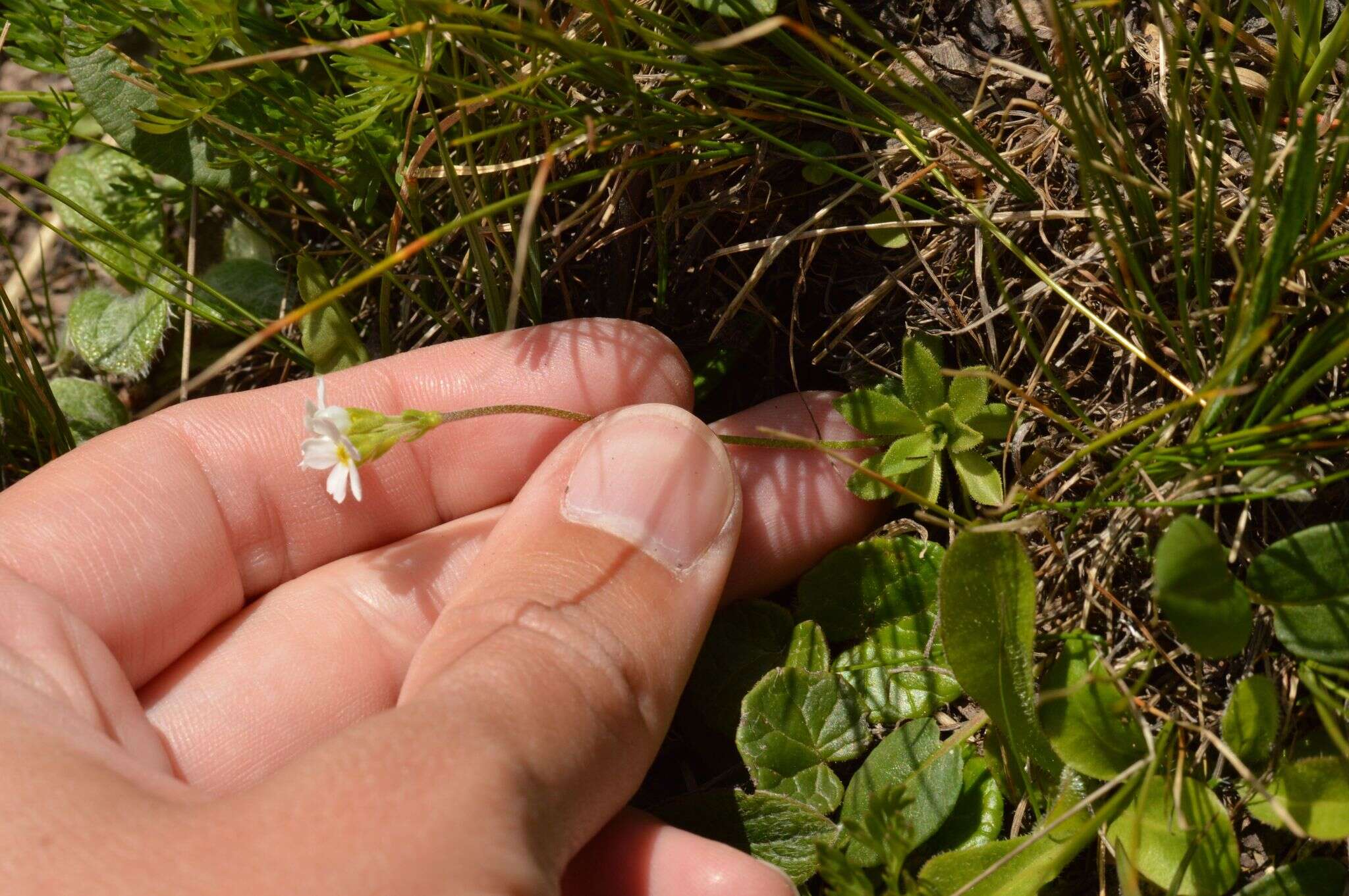 Image of Androsace adfinis subsp. brigantiaca (Jordan & Fourr.) Kress