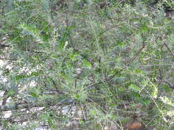 صورة Salix taxifolia Kunth