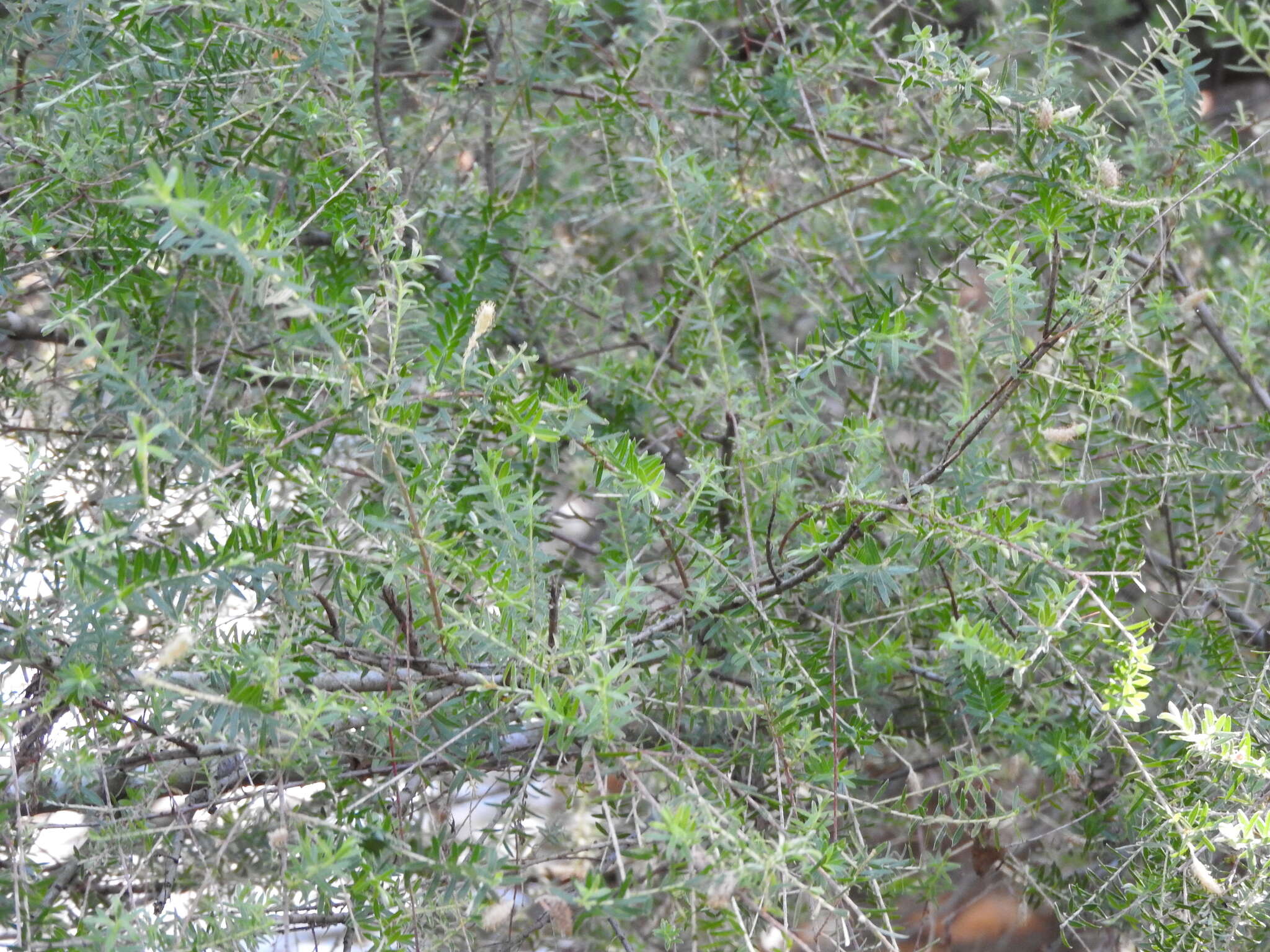 Слика од Salix taxifolia Kunth