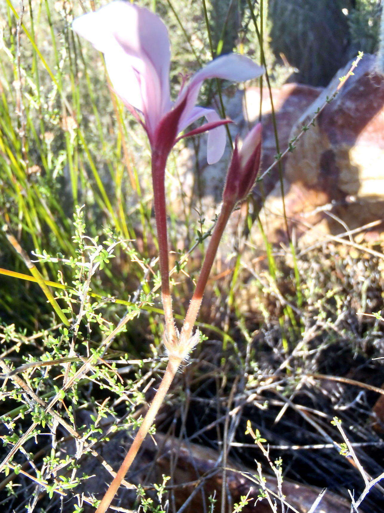 Image of Pelargonium carneum Jacq.