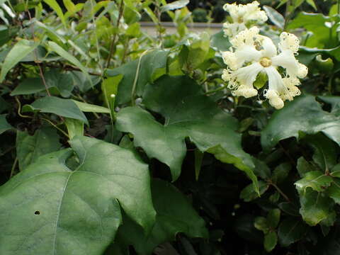 Image of Trichosanthes kirilowii var. japonica (Miq.) Kitam.