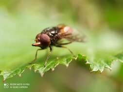 Image of Rhingia campestris Meigen 1822