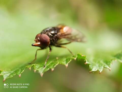 Imagem de Rhingia campestris Meigen 1822