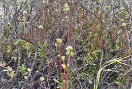 Image of Crassula pubescens subsp. pubescens