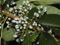 Image of Daphniphyllum calycinum Benth.