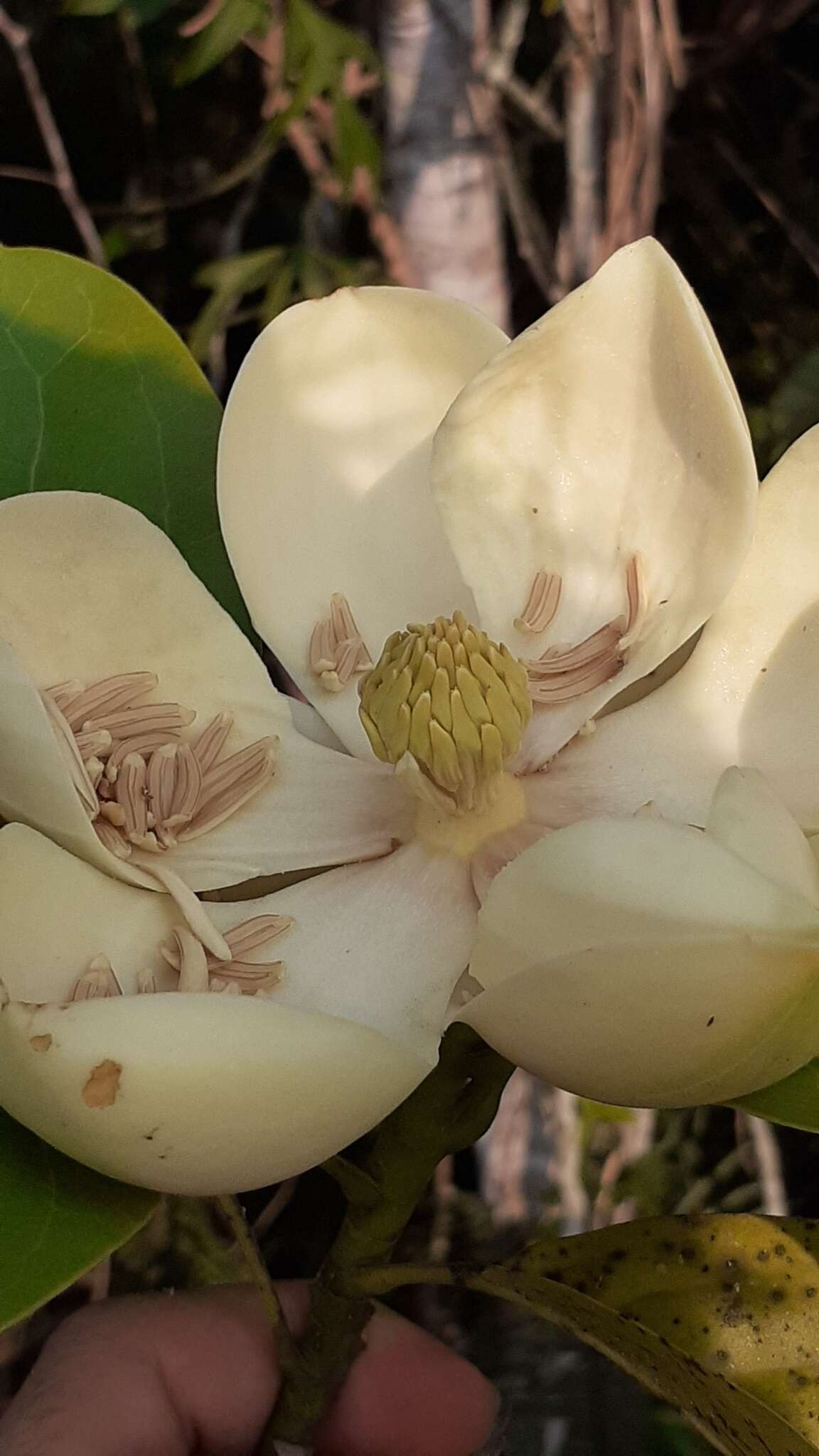 Image of Magnolia ovata (A. St.-Hil.) Spreng.