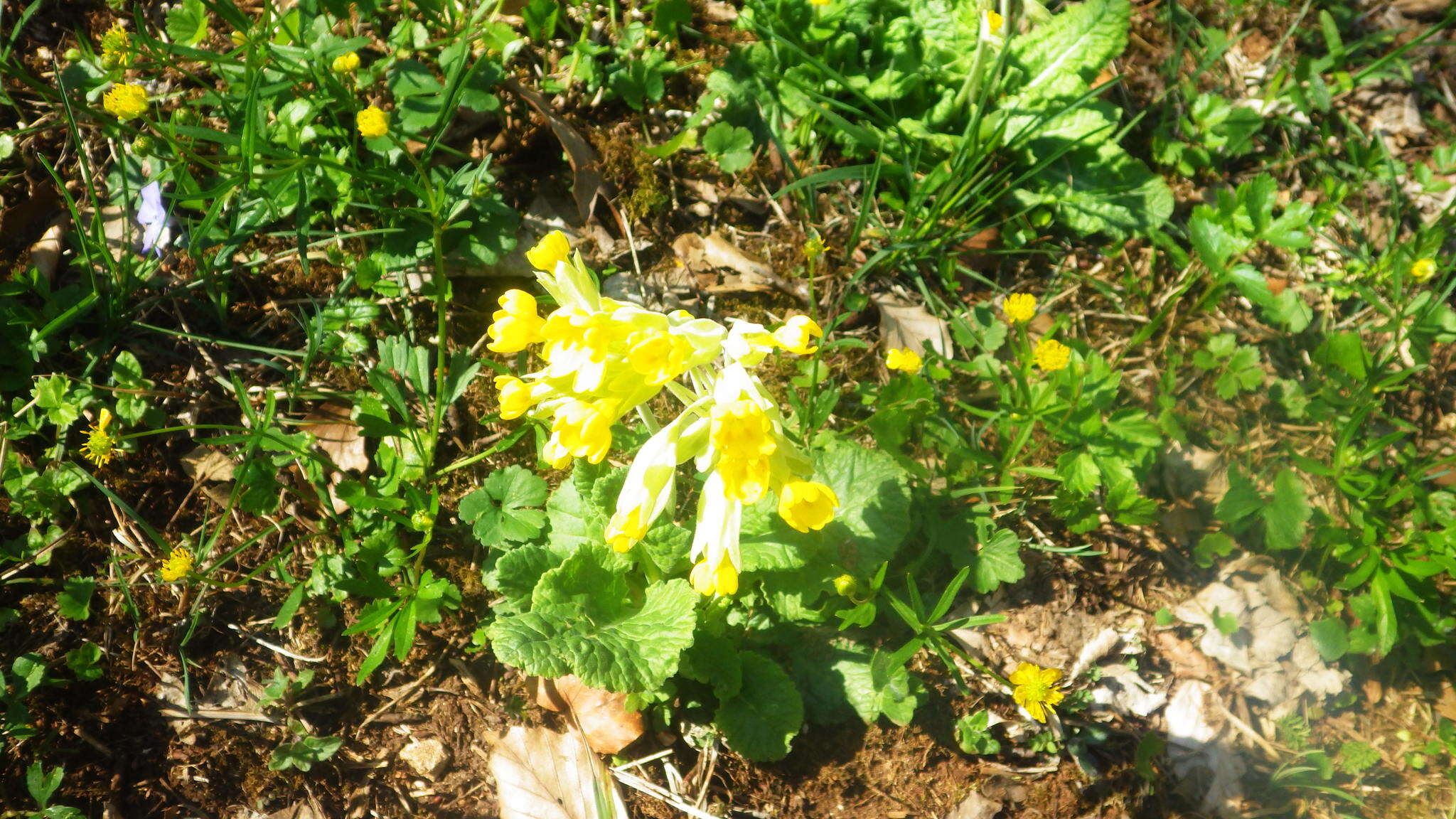 Primula veris subsp. veris resmi