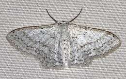 صورة Idaea tacturata (Walker 1861)