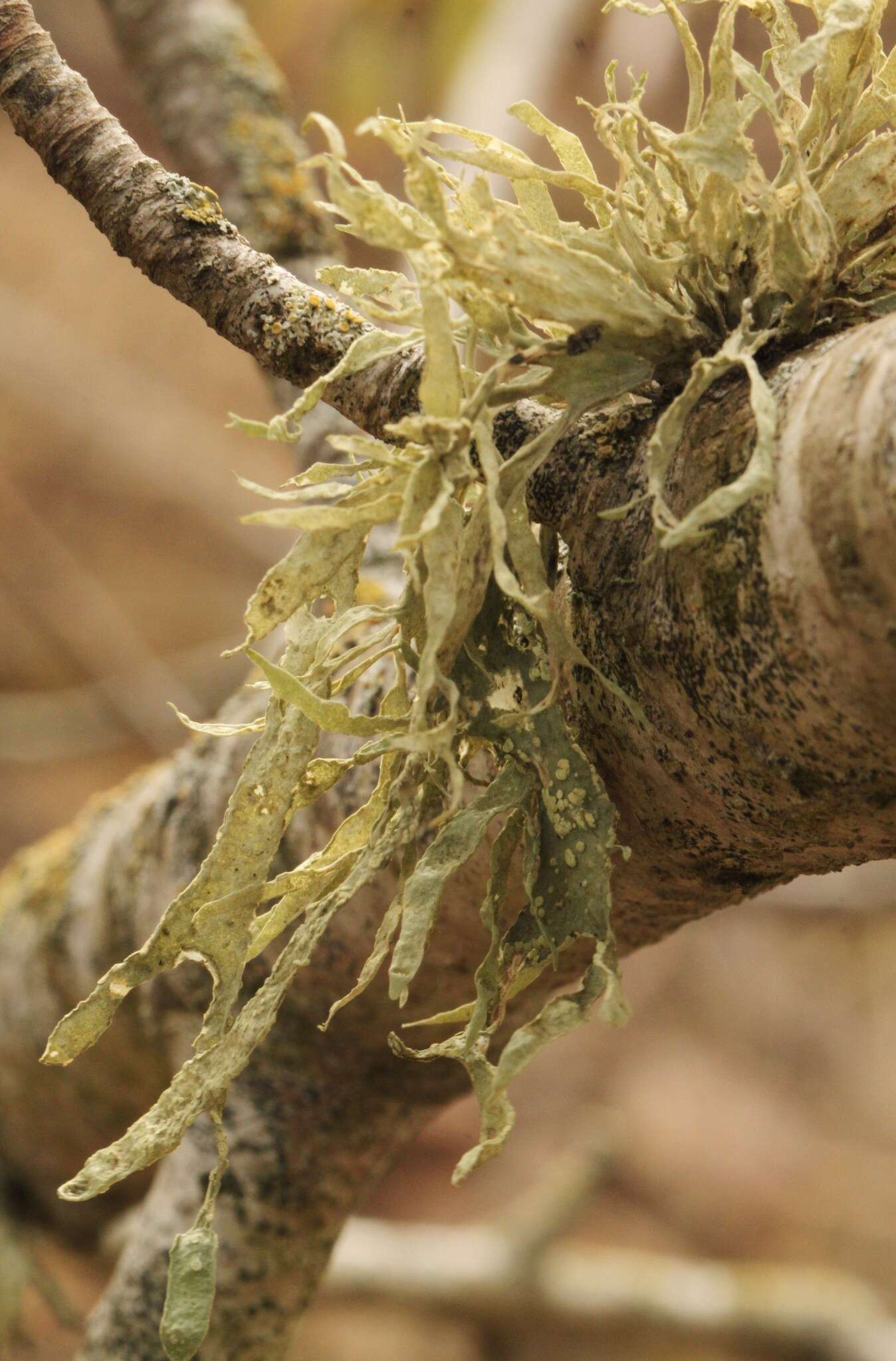 Imagem de Ramalina subleptocarpha Rundel & Bowler