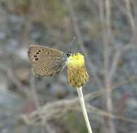 Image of Paphos Blue