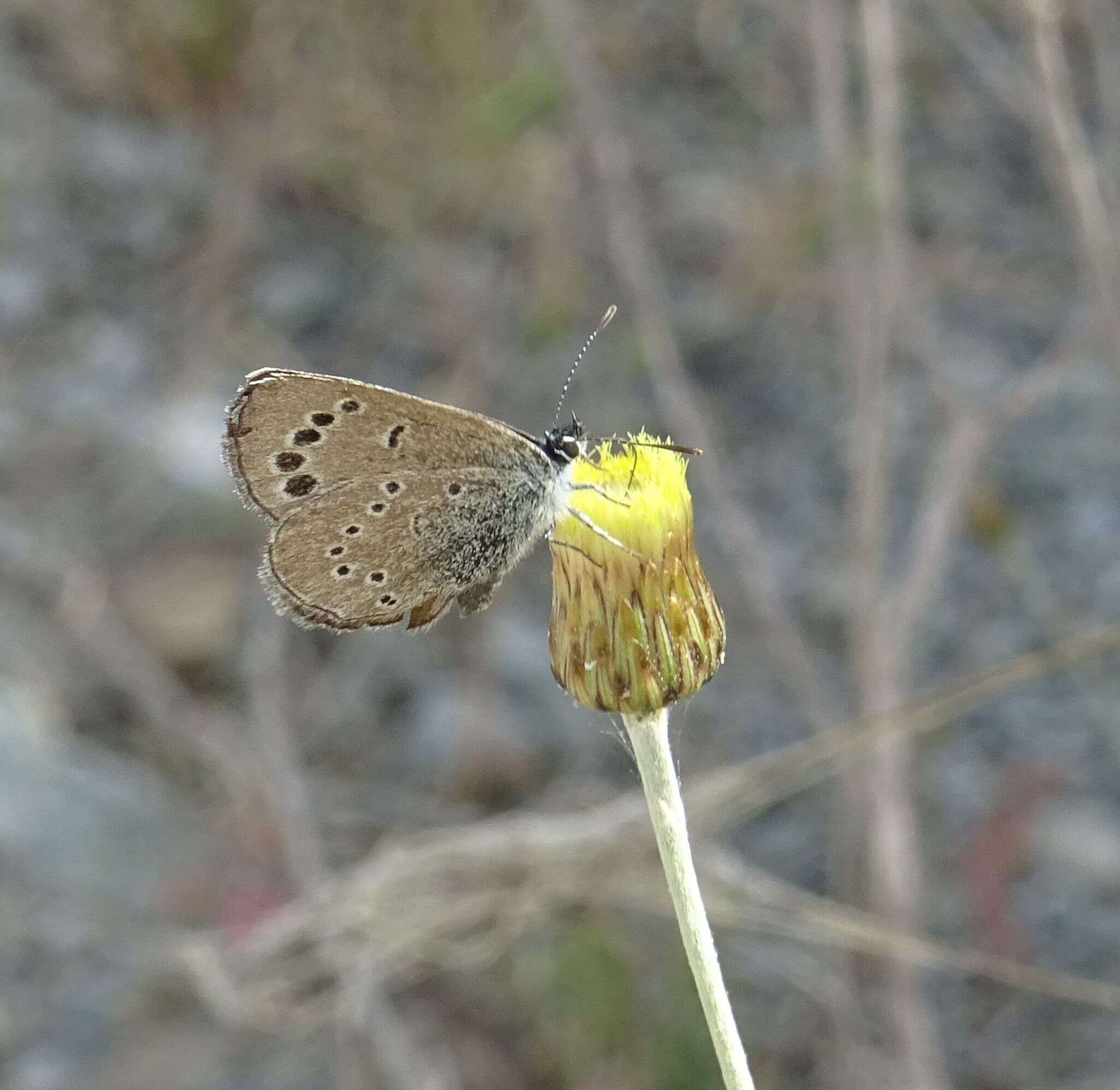 Image of Paphos Blue