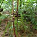 Image of Synthemis campioni Lieftinck 1971