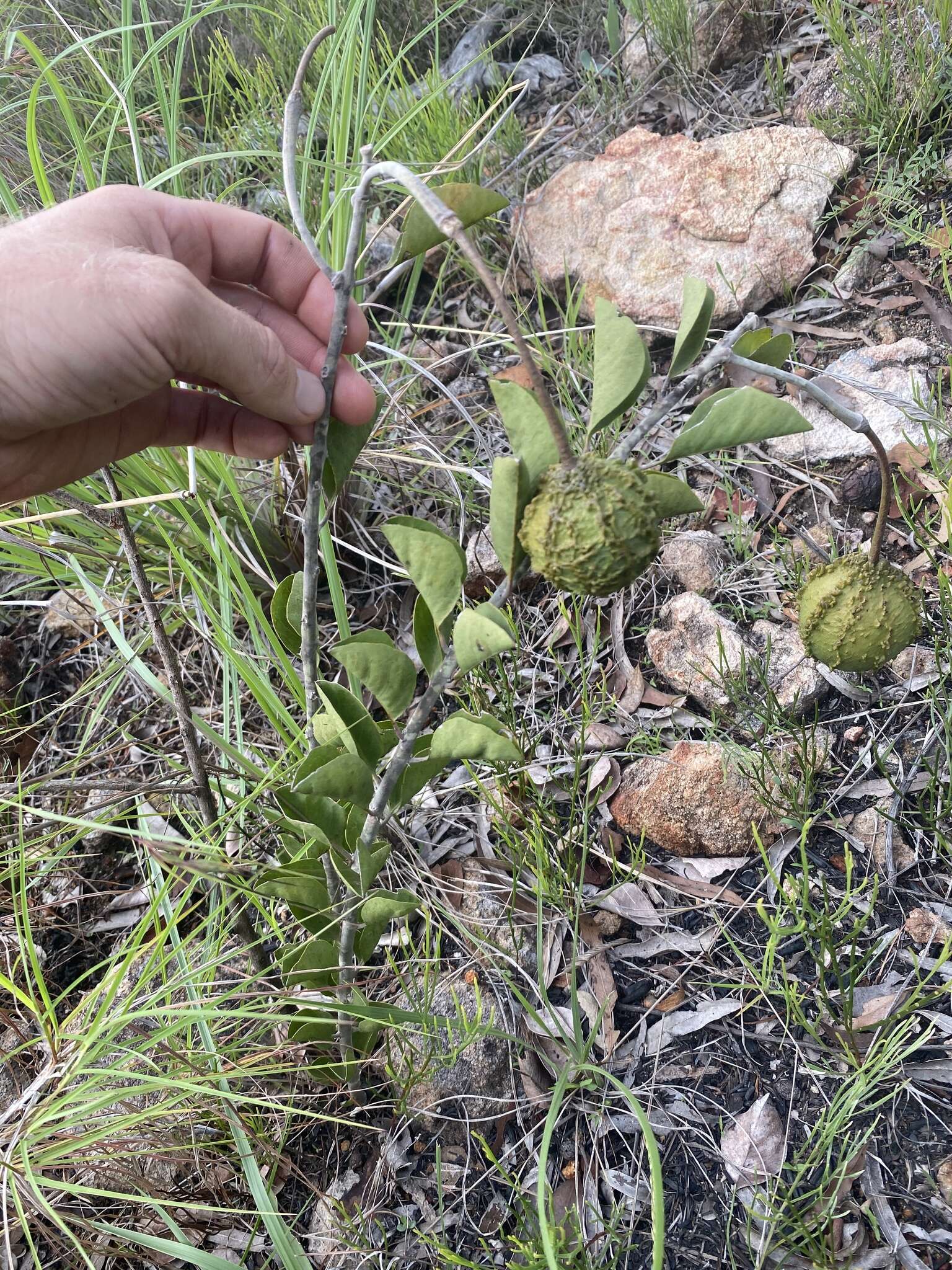 Image of Capparis canescens Banks ex DC.