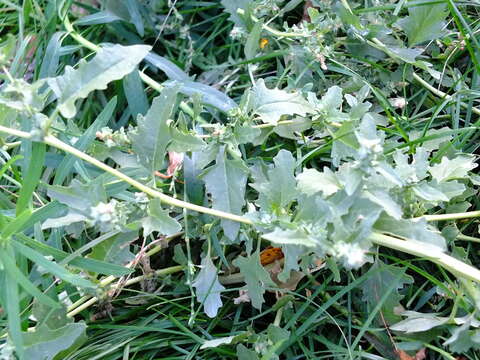 Image de Atriplex tatarica L.