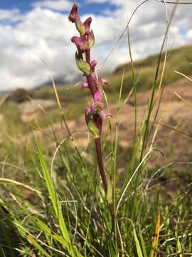 Image of Disperis tysonii Bolus