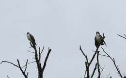 Geranoaetus albicaudatus (Vieillot 1816) resmi