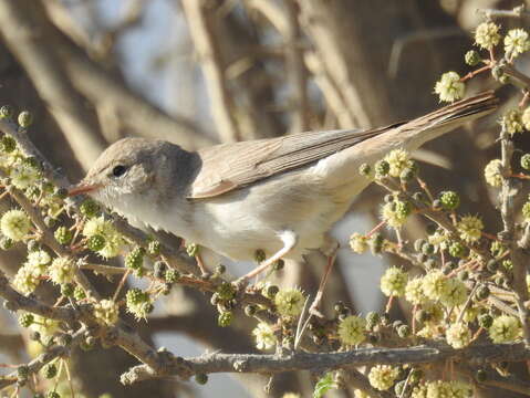 Image of Upcher's Warbler